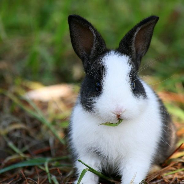 Lapin de Pâques